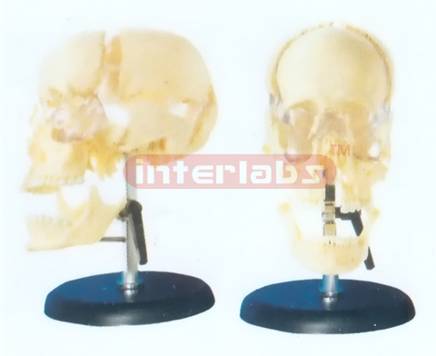 ADULT SKULL MODEL BY BONE COLOUR SEPARATION FOR NAMES ON IRON ROD & PLASTIC BASE